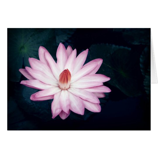 Pink Lotus Flower Greeting Cards