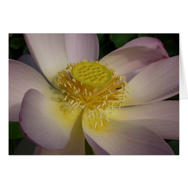 Pink Lotus Flower I Summer Floral (Front Horizontal)