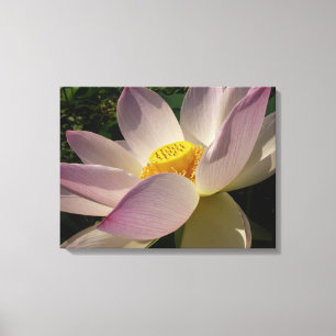Pink Lotus Flower III Summer Floral Canvas Print