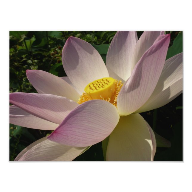 Pink Lotus Flower III Summer Floral Photo Print (Front)