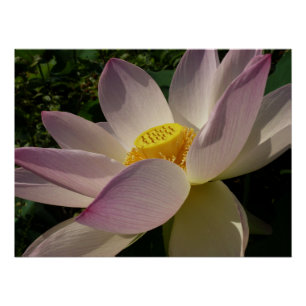Pink Lotus Flower III Summer Floral Poster
