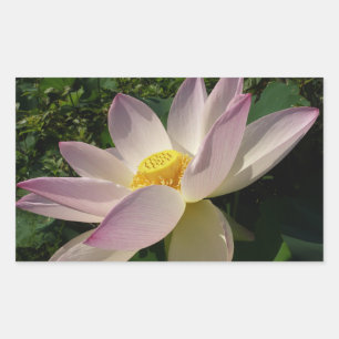 Pink Lotus Flower III Summer Floral Rectangular Sticker