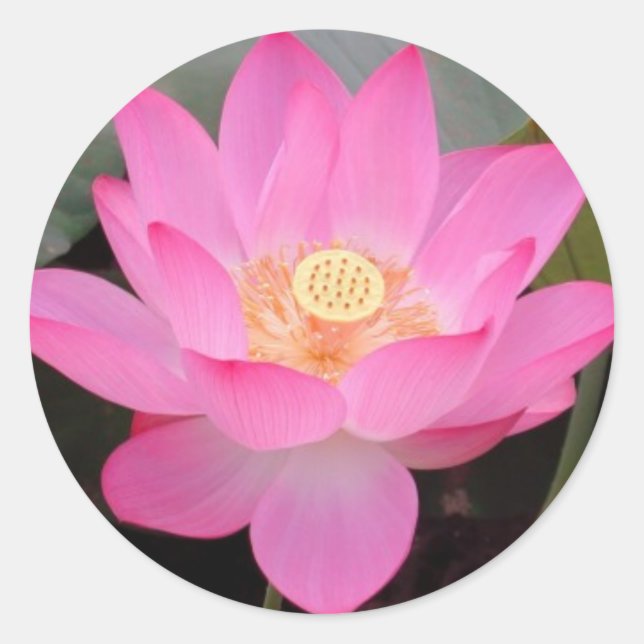 Pink Lotus Flower In Bloom Classic Round Sticker (Front)