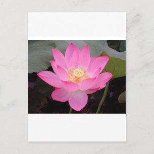 Pink Lotus Flower In Bloom Postcard