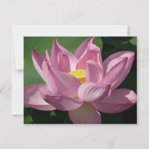 Pink Lotus Flower IV