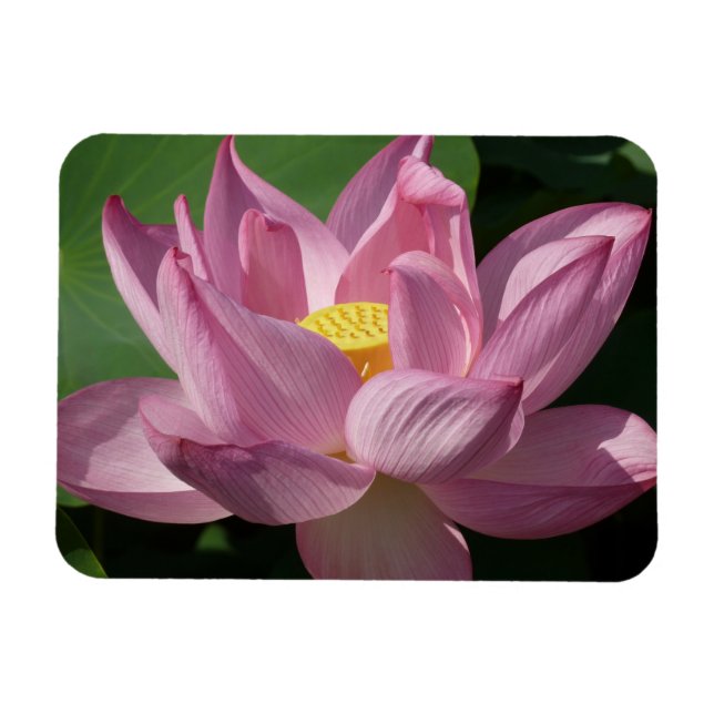 Pink Lotus Flower IV Magnet (Horizontal)