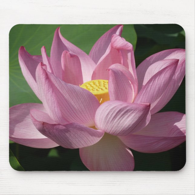 Pink Lotus Flower IV Mouse Mat (Front)