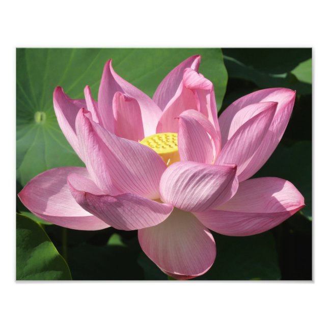 Pink Lotus Flower IV Photo Print (Front)