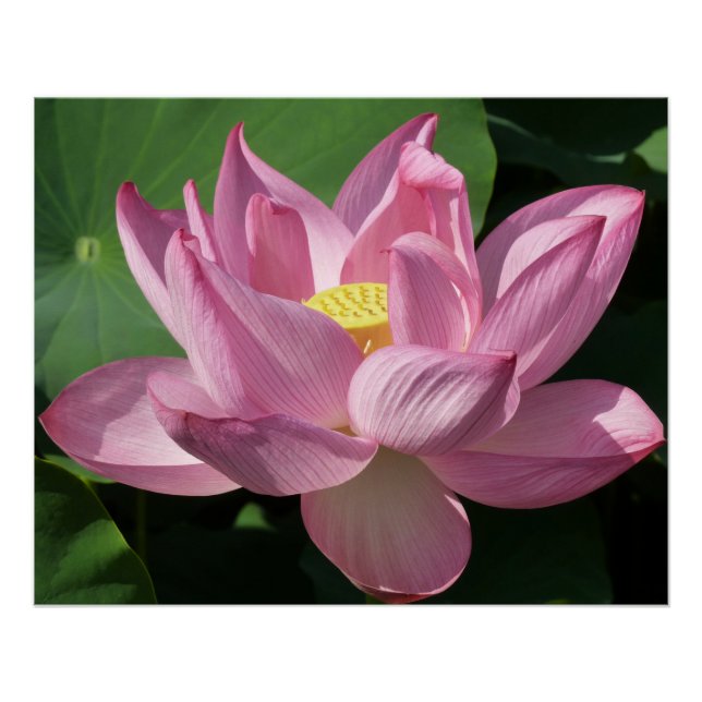 Pink Lotus Flower IV Poster (Front)