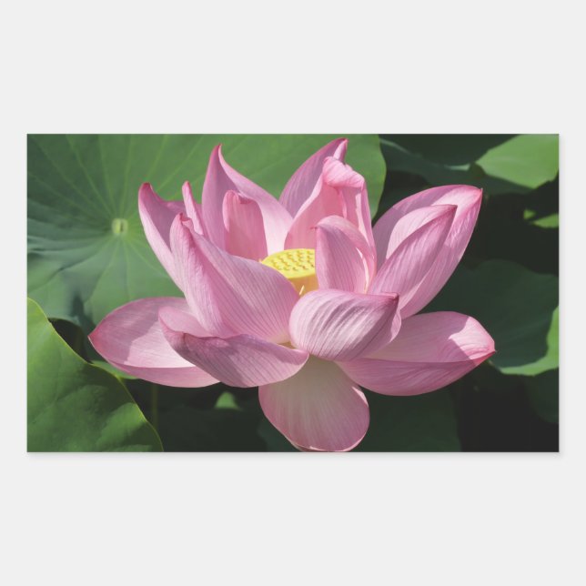 Pink Lotus Flower IV Rectangular Sticker (Front)