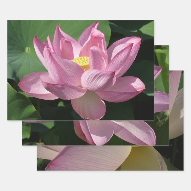Pink Lotus Flower IV Wrapping Paper Sheet (Set)