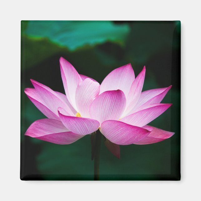 Pink Lotus Flower Magnet (Front)