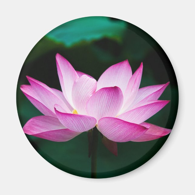 Pink Lotus Flower Magnet (Front)