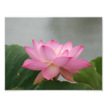 Pink Lotus flower