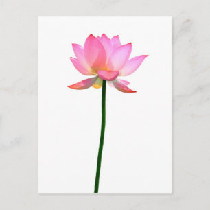 Pink Lotus Flower Postcard