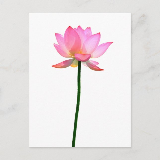 Pink Lotus Flower Postcard (Front)