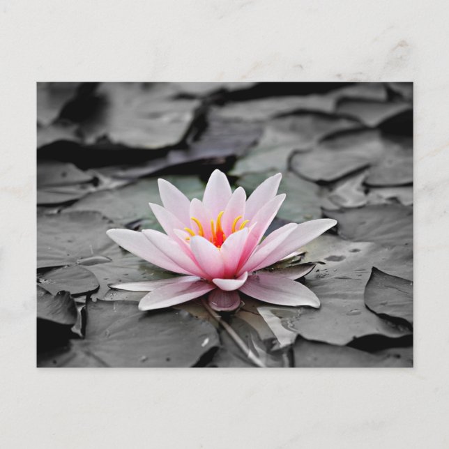 Pink Lotus Flower Postcard (Front)