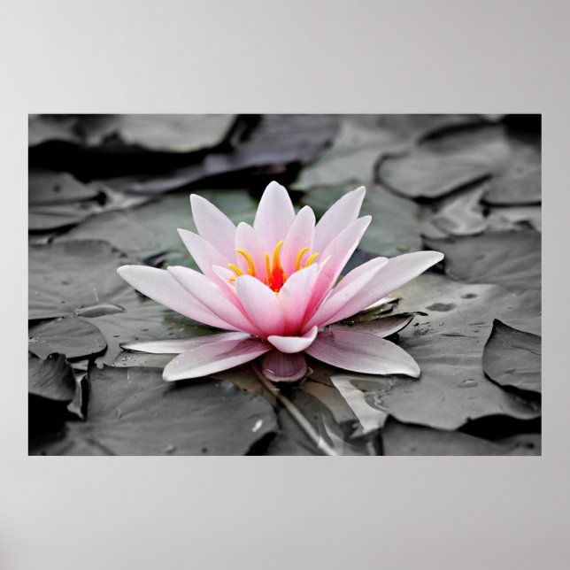 Pink Lotus Flower  Poster (Front)