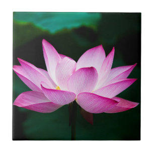 Pink Lotus Flower Tile