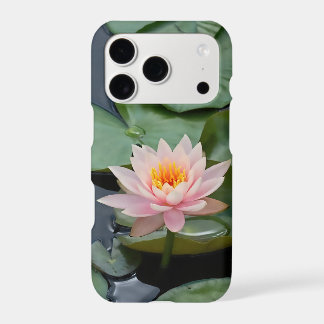 Pink Lotus Flower Water Lily