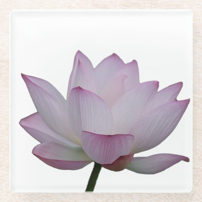 pink lotus flower wedding  glass coaster (Front)