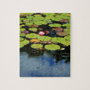 Pink lotus in Rain Jigsaw Puzzle