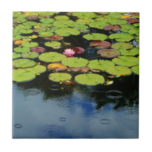 Pink lotus in Rain Tile