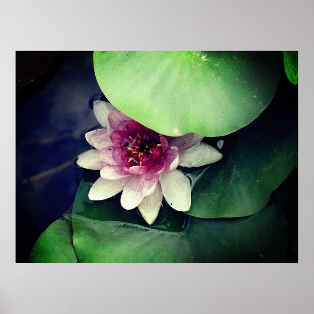 Pink Lotus Photography   Poster (Front)