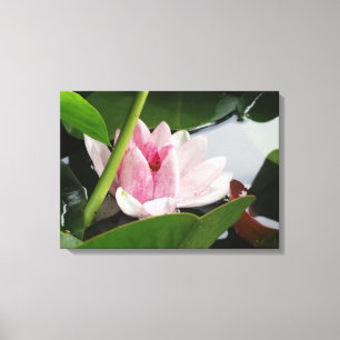 Pink Lotus  Photography Print