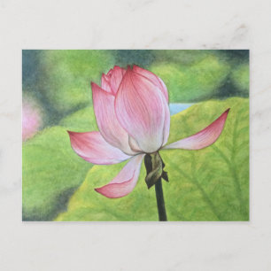 Pink Lotus Postcard