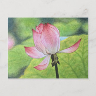 Pink Lotus Postcard