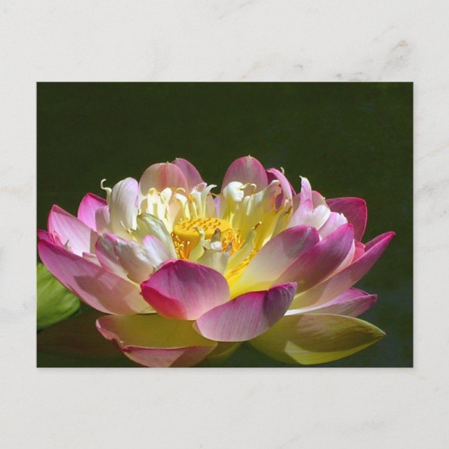 Pink Lotus Postcard (Front)