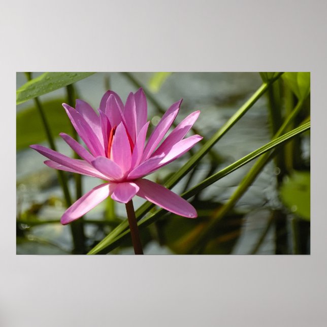 Pink lotus poster (Front)