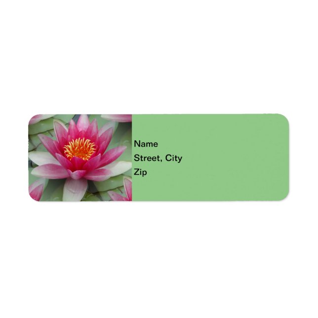 Pink Lotus Water Lily (Front)