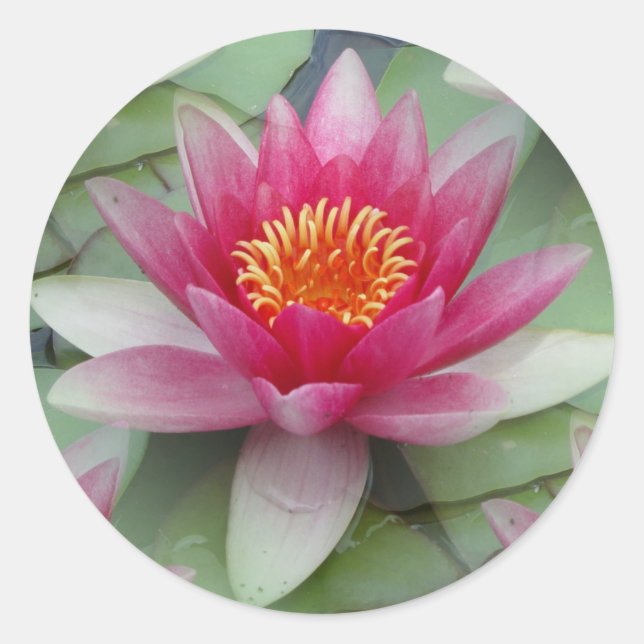 Pink Lotus Water Lily Classic Round Sticker (Front)