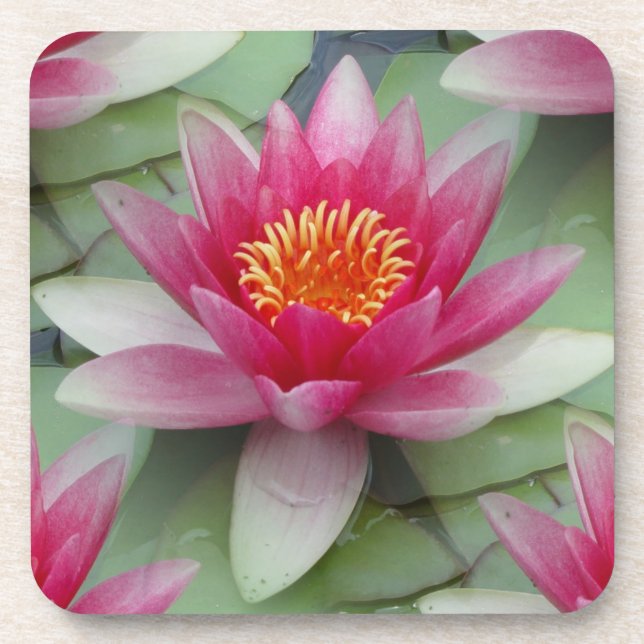 Pink Lotus Water Lily Coaster (Front)