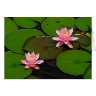 Pink lotus water lily flower  garden,