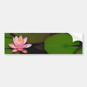 Pink lotus water lily flower  garden, bumper sticker