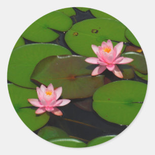 Pink lotus water lily flower garden, classic round sticker