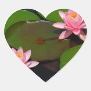 Pink lotus water lily flower garden, heart sticker