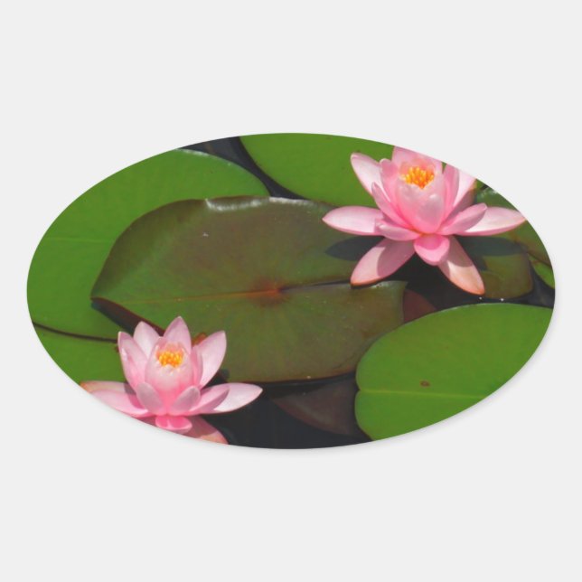Pink lotus water lily flower  garden, oval sticker (Front)