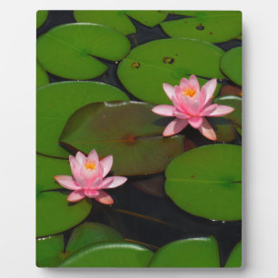 Pink lotus water lily flower  garden, plaque