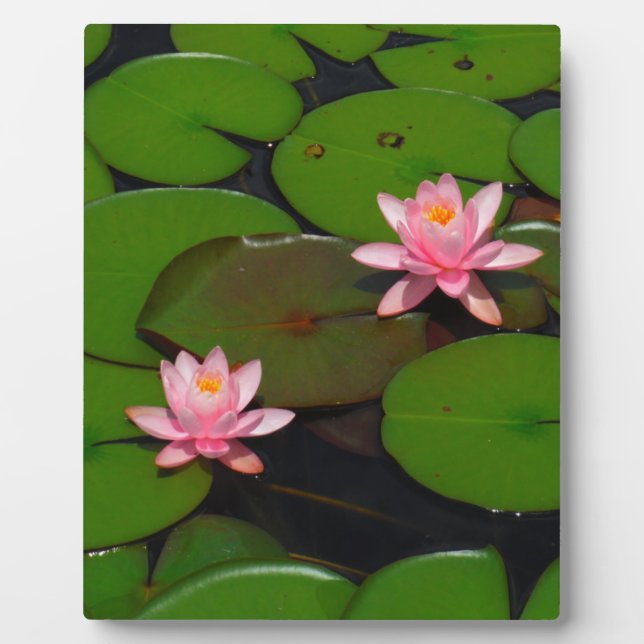 Pink lotus water lily flower  garden, plaque (Front)