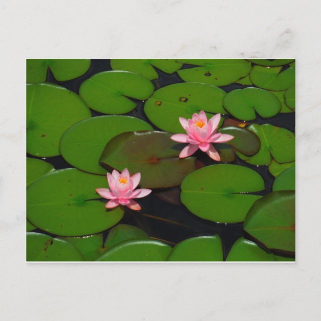 Pink lotus water lily flower  garden, postcard (Front)