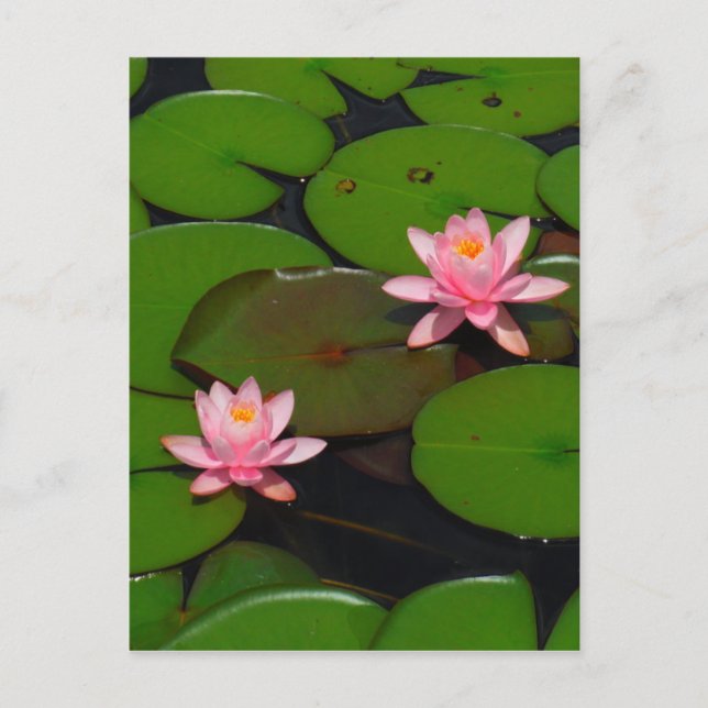 Pink lotus water lily flower  garden, postcard (Front)
