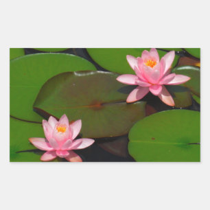Pink lotus water lily flower  garden, rectangular sticker