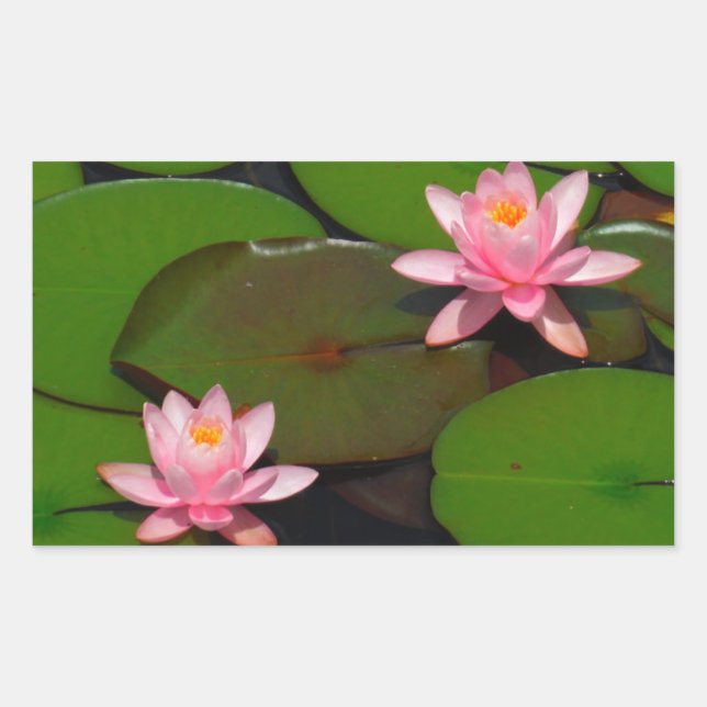 Pink lotus water lily flower  garden, rectangular sticker (Front)