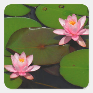 Pink lotus water lily flower  garden, square sticker