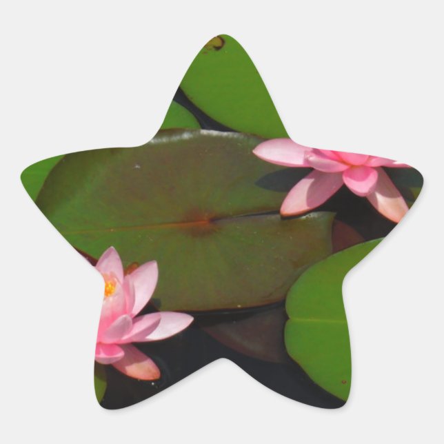 Pink lotus water lily flower  garden, star sticker (Front)