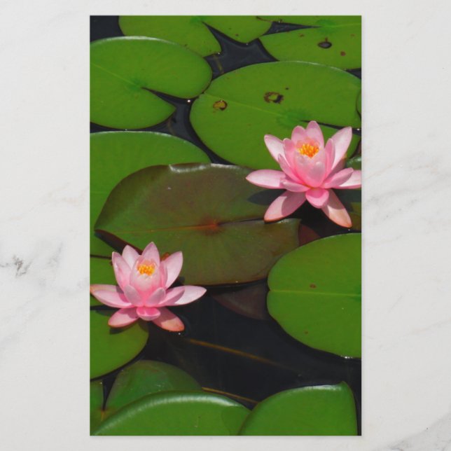 Pink lotus water lily flower  garden, stationery (Front)